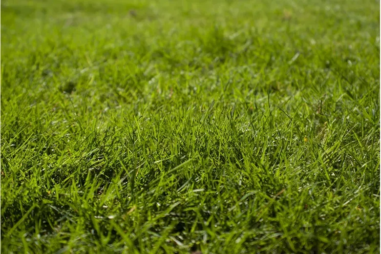 How to Cut Grass Without Damaging Your Lawn