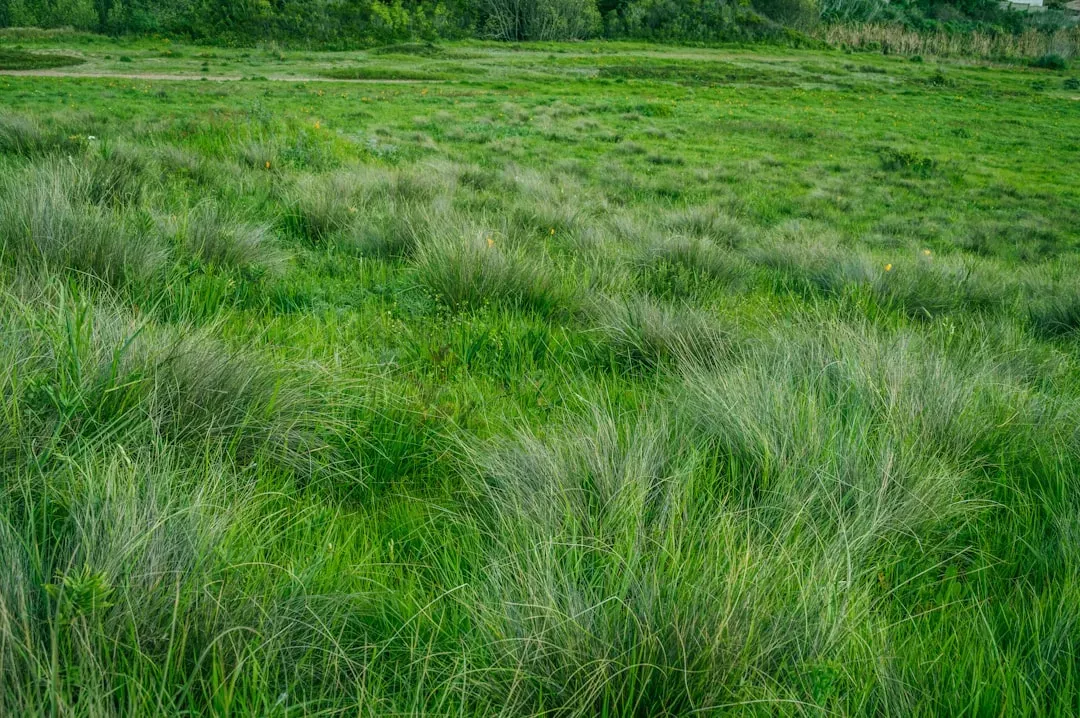 How To Cut Grass Without Damaging Your Lawn